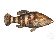 Goliath Grouper